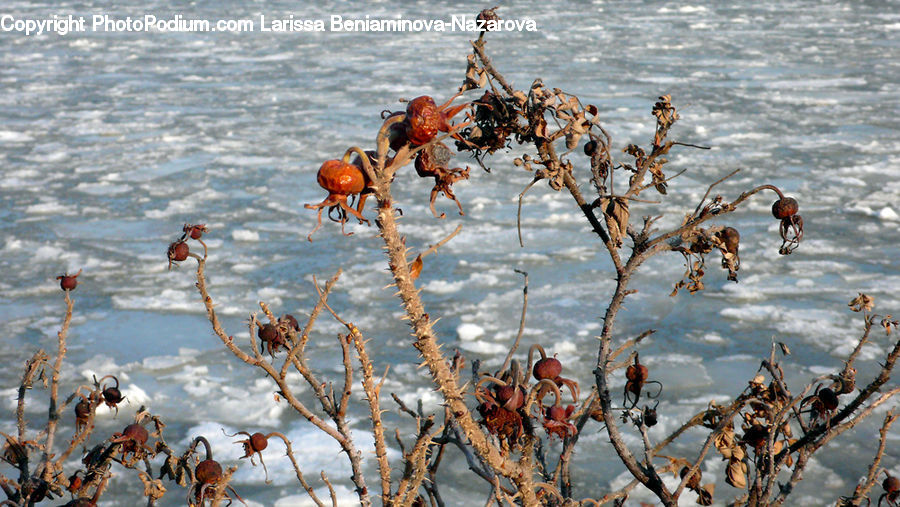 Frost, Ice, Outdoors, Snow, Animal, Deer, Mammal