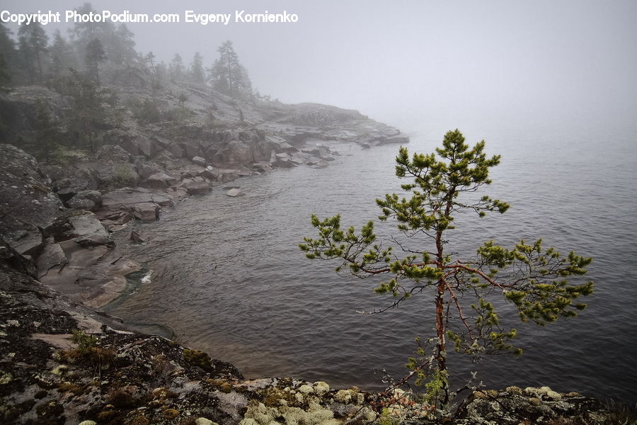 Outdoors, River, Water, Conifer, Fir, Plant, Tree