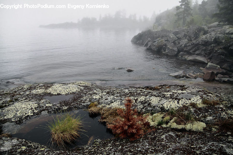 Coast, Outdoors, Sea, Water, Beach, Conifer, Fir