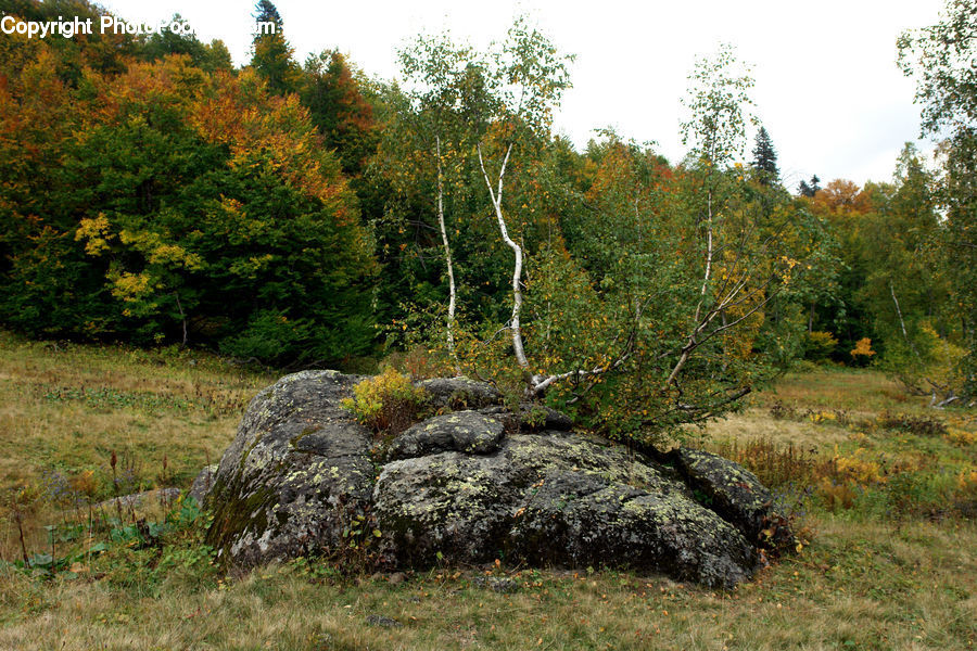 Conifer, Fir, Plant, Tree, Bush, Vegetation, Grassland
