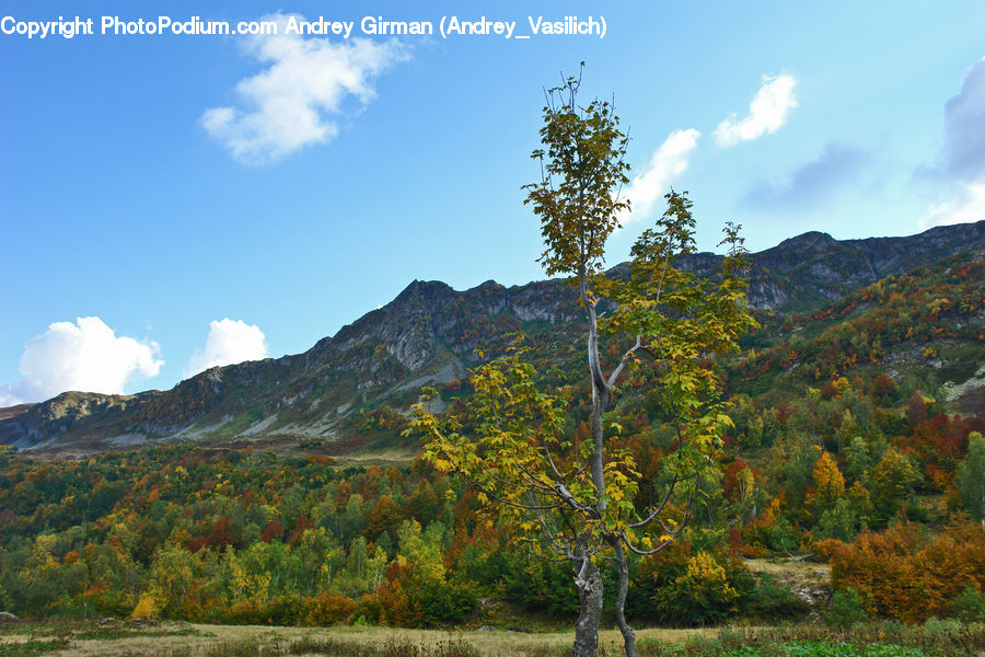 Conifer, Larch, Tree, Wood, Fir, Plant, Bush