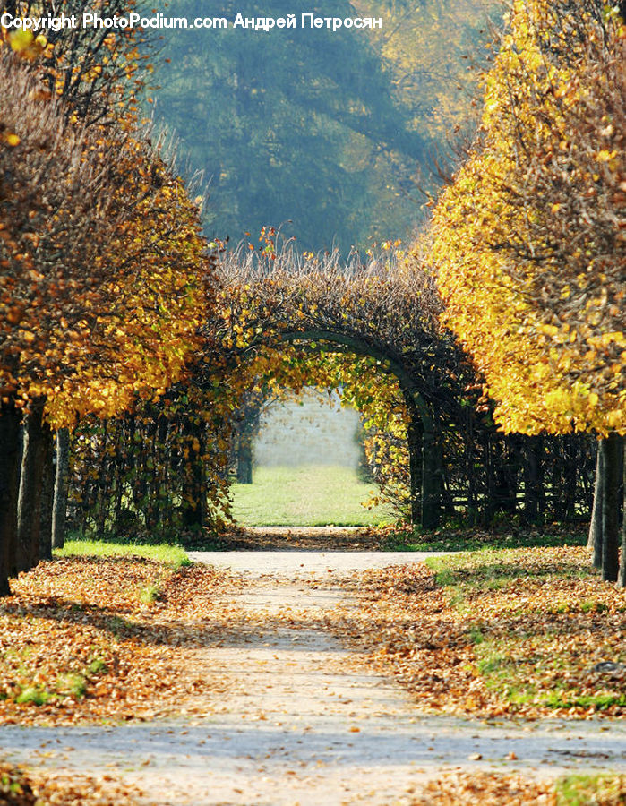 Dirt Road, Gravel, Road, Oak, Tree, Wood, Conifer