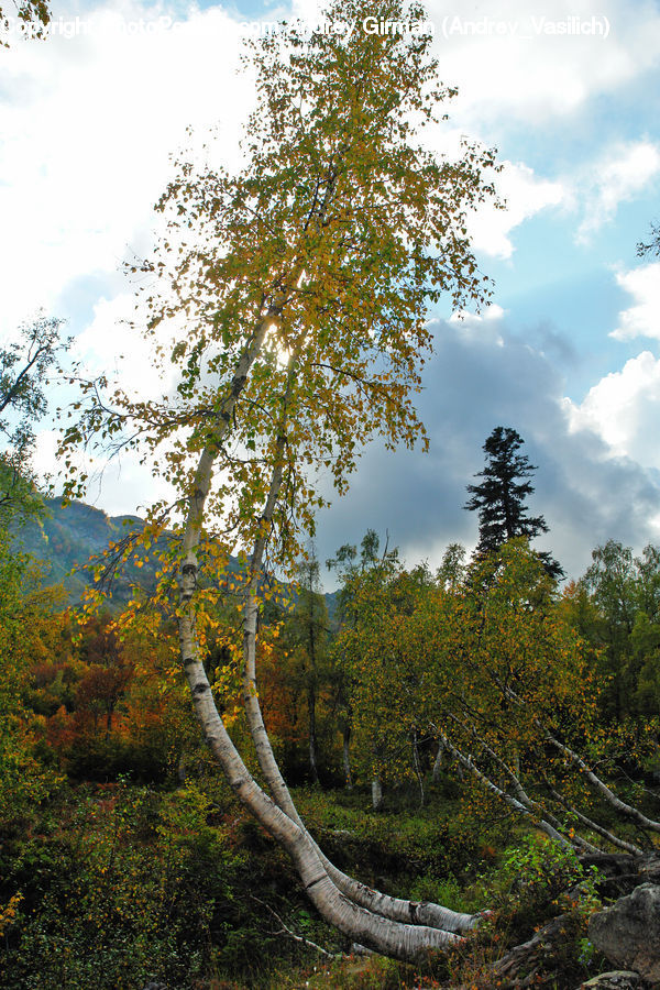 Birch, Tree, Wood, Bush, Plant, Vegetation, Forest
