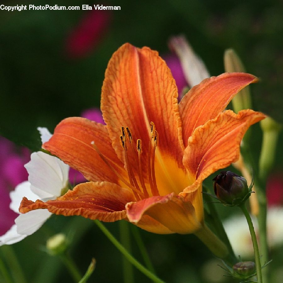 Flora, Flower, Lily, Plant, Citrus Fruit, Fruit, Orange
