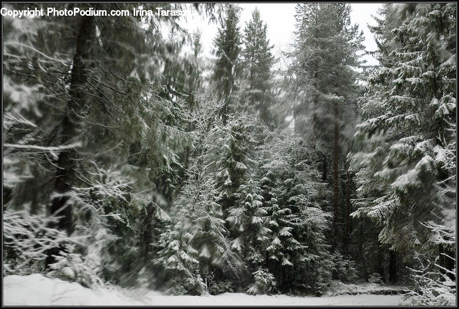 Conifer, Fir, Plant, Tree, Forest, Vegetation, Pine