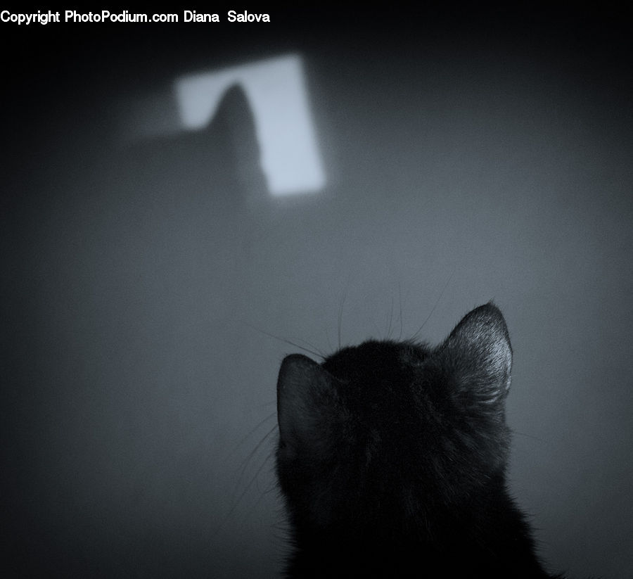 Animal, Black Cat, Cat, Mammal, Pet, Manx, Silhouette