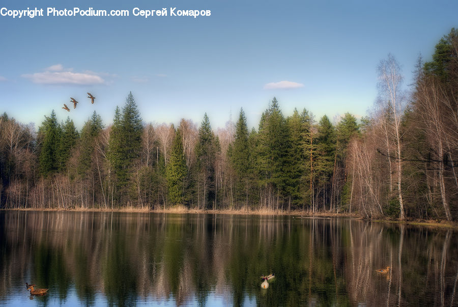 Land, Marsh, Outdoors, Swamp, Water, Conifer, Fir