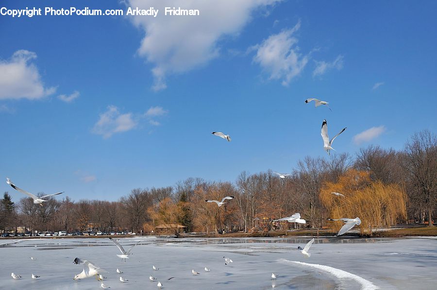 Bird, Seagull, Ardeidae, Crane Bird, Egret, Waterfowl, Landscape