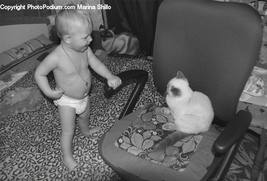 People, Person, Human, Chair, Furniture, Animal, Cat