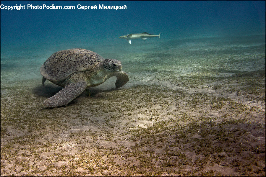Reptile, Sea Life, Tortoise, Turtle, Sea Turtle