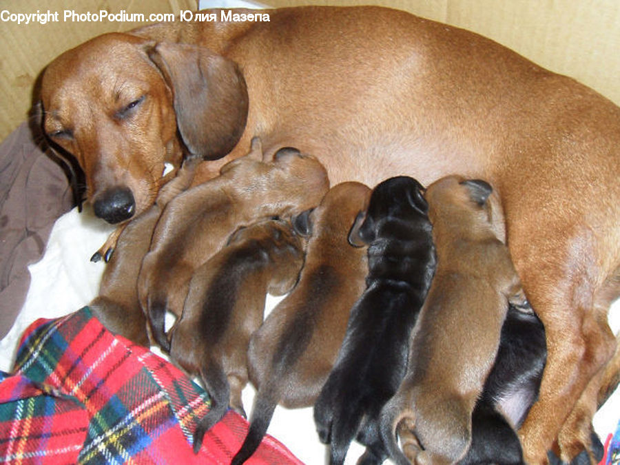 Animal, Beagle, Canine, Dog, Hound, Mammal, Pet