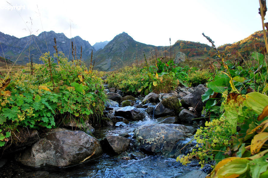 Creek, Outdoors, River, Water, Blossom, Flora, Flower