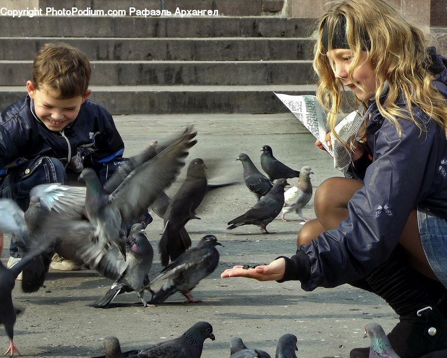 Bird, Pigeon, People, Person, Human, Dove, Kite Bird