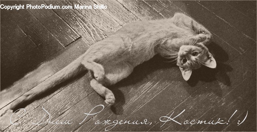 Animal, Abyssinian, Cat, Mammal, Pet