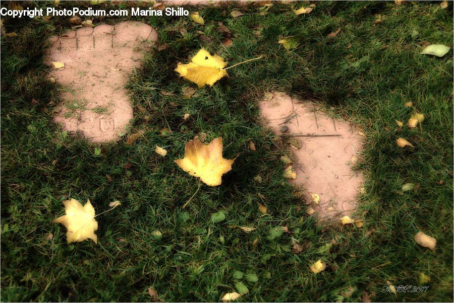 Moss, Plant, Blossom, Flora, Flower, Asphalt, Tarmac