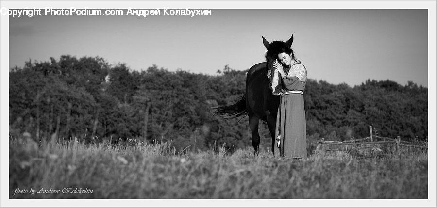 Animal, Horse, Mammal, Stallion, Field, Countryside, Outdoors