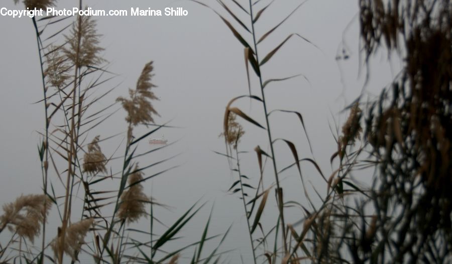 Grass, Plant, Reed, Potted Plant, Conifer, Fir, Pine