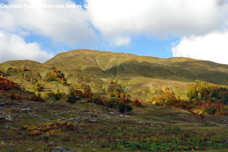 Countryside, Hill, Outdoors, Forest, Vegetation, Grove, Land