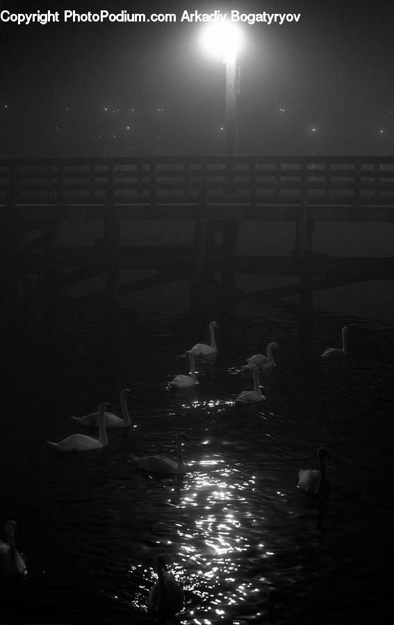 Bird, Swan, Waterfowl, Night, Outdoors, Lighting, Pelican