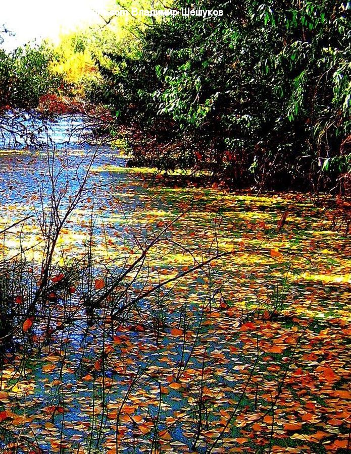 Outdoors, Pond, Water, Plant, Vegetation, Forest, Jungle