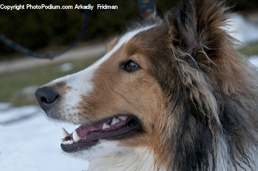 Animal, Canine, Collie, Dog, Mammal, Pet, Husky