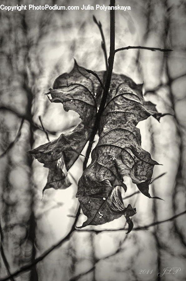 Ivy, Plant, Vine, X-Ray, Torso, Oak, Tree