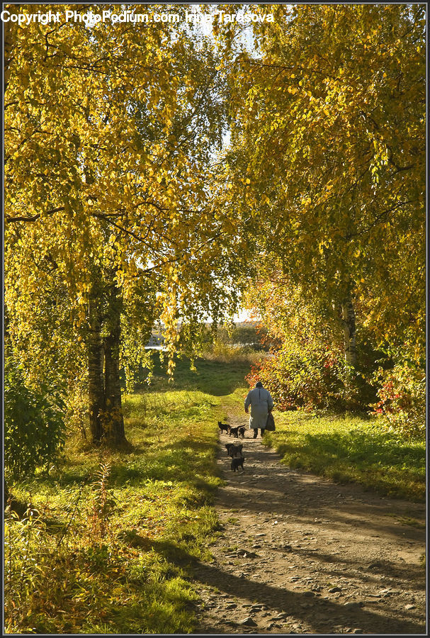 Dirt Road, Gravel, Road, Leisure Activities, Walking, Forest, Vegetation