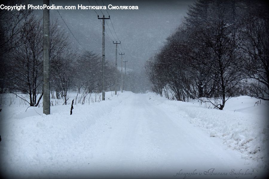 Blizzard, Outdoors, Snow, Weather, Winter, Ice, Plant