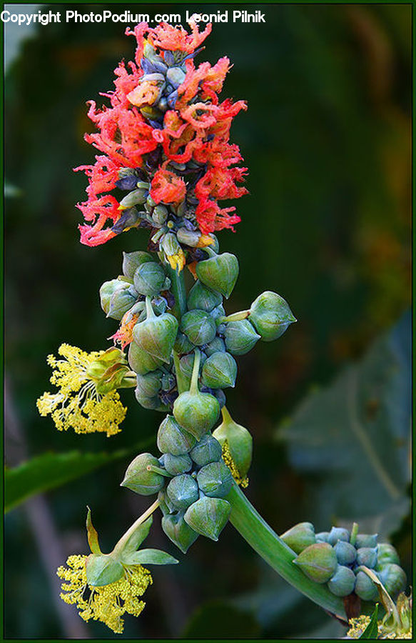 Plant, Blossom, Flora, Flower, Weed, Leaf, Fruit