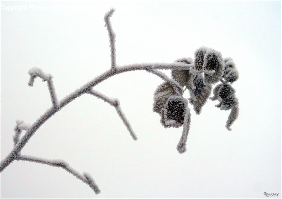 Blossom, Flora, Flower, Plant