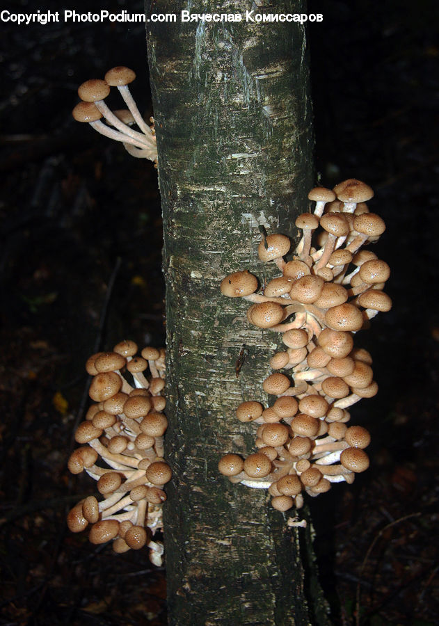 Bean, Produce, Vegetable, Agaric, Amanita, Fungus, Mushroom