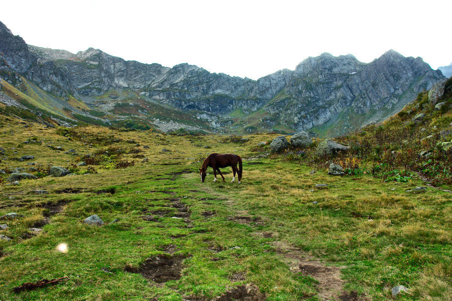 Animal, Horse, Mammal, Field, Grass, Grassland, Land