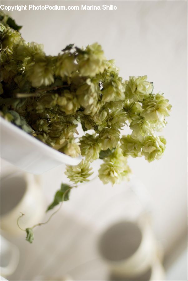 Plant, Blossom, Flower, Lilac, Flora, Petal, Floral Design
