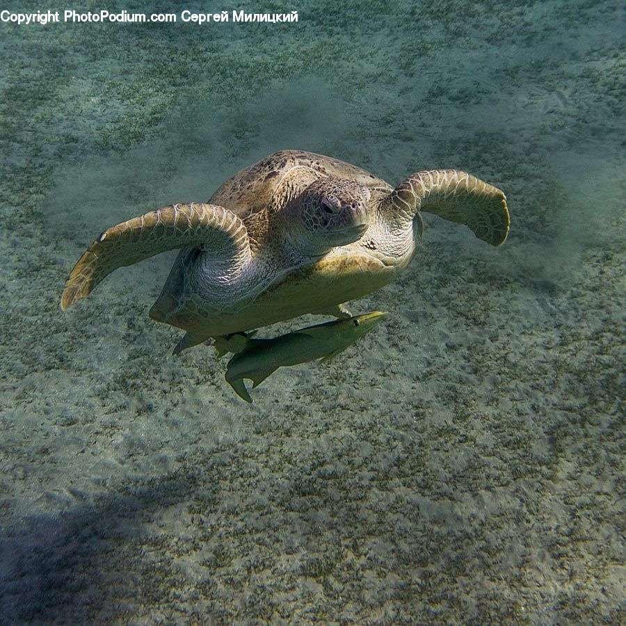 Outdoors, Sea, Water, Reptile, Sea Life, Sea Turtle, Tortoise