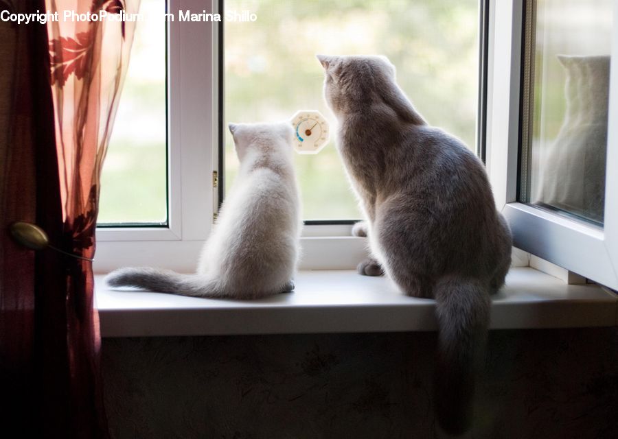 Animal, Cat, Pet, Siamese, Abyssinian, Adorable, Mammal