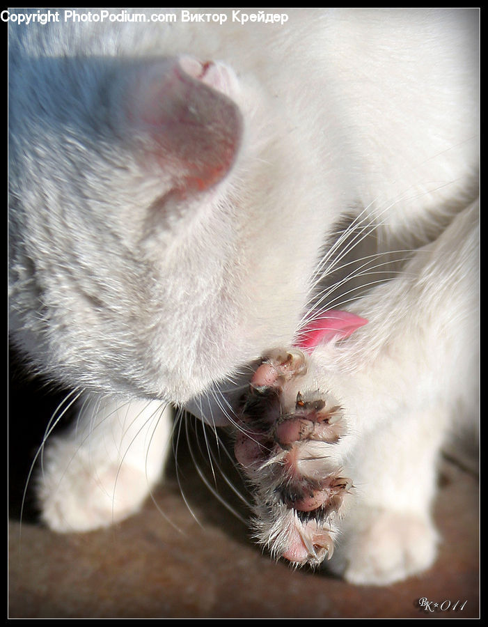 Asleep, Animal, Cat, Pet, Siamese