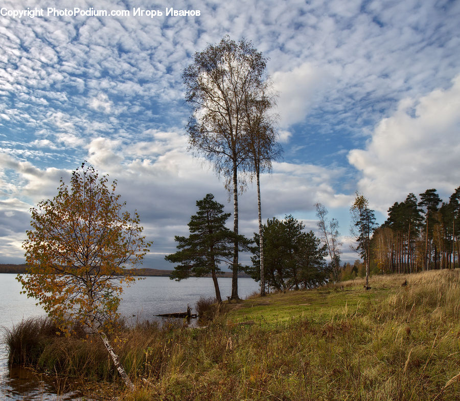 Field, Grass, Grassland, Land, Outdoors, Conifer, Fir