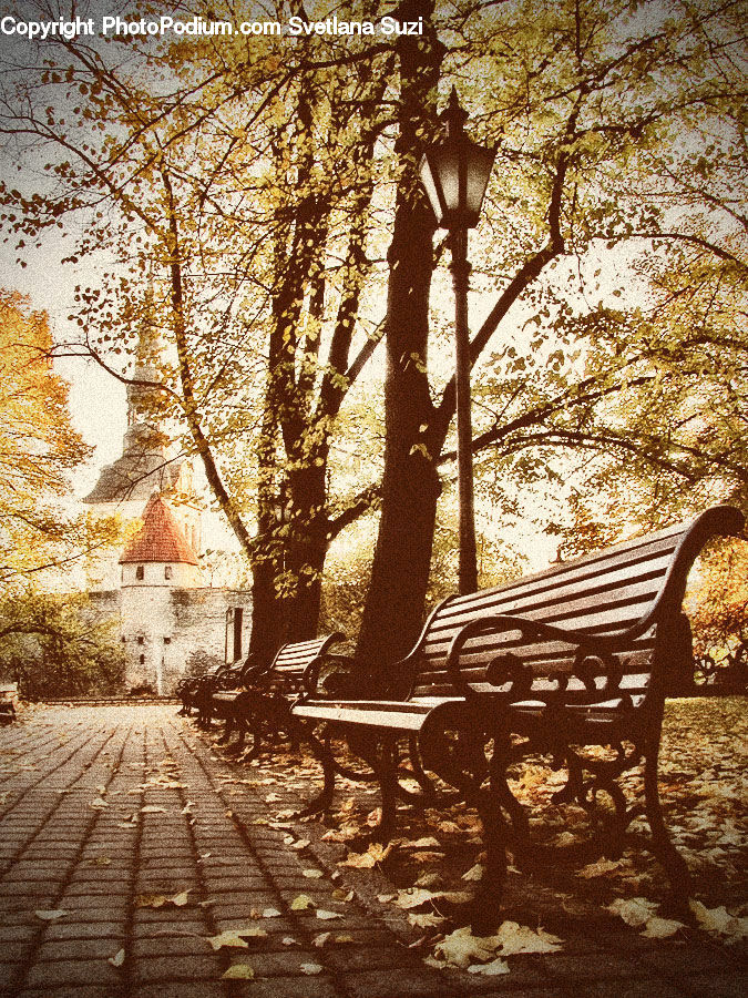 Bench, Flare, Light, Sunlight, Fir, Forest, Grove