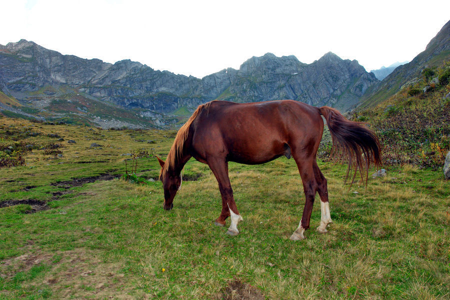 Animal, Colt Horse, Foal, Horse, Mammal, Countryside, Grassland