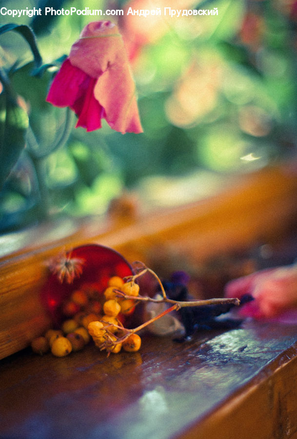 Blossom, Flora, Flower, Geranium, Plant, Gladiolus, Bead Necklace