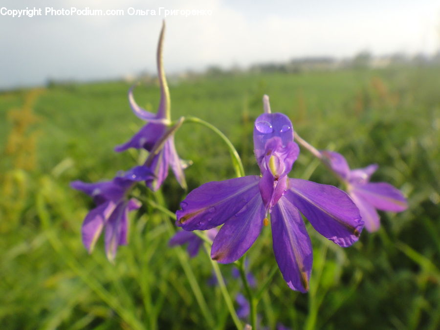 Blossom, Flora, Flower, Plant, Violet, Geranium, Crocus