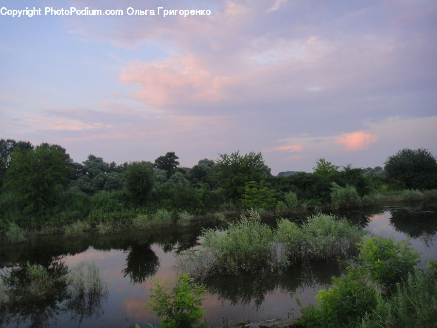 Outdoors, Pond, Water, Dill, Plant, Land, Marsh