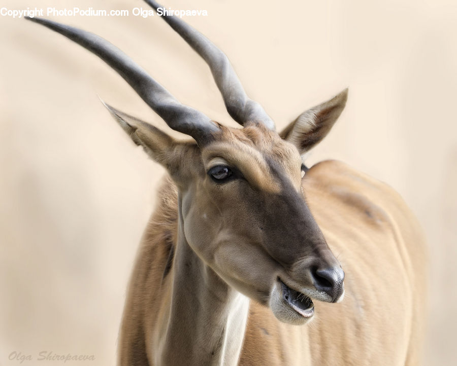 Animal, Gazelle, Impala, Mammal, Wildlife, Bongo, Percussion
