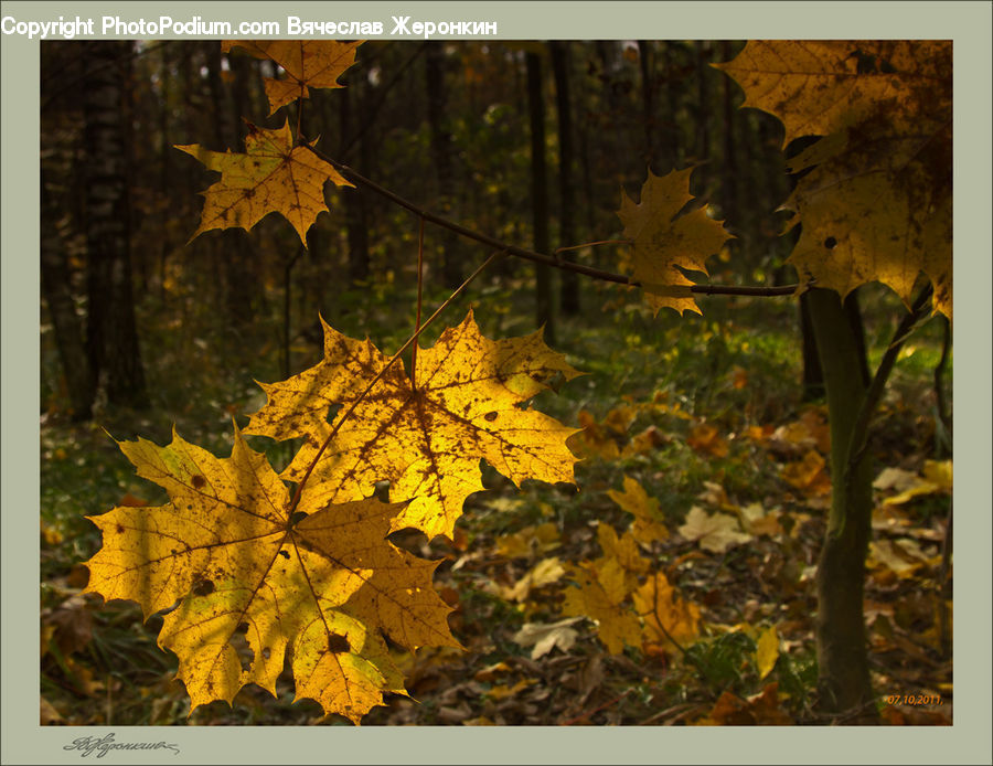 Maple, Maple Leaf, Plant, Tree, Wood, Oak, Sycamore