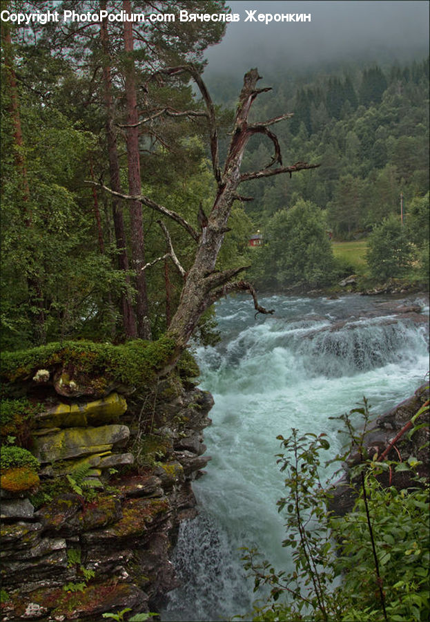 Creek, Outdoors, River, Water, Forest, Jungle, Rainforest
