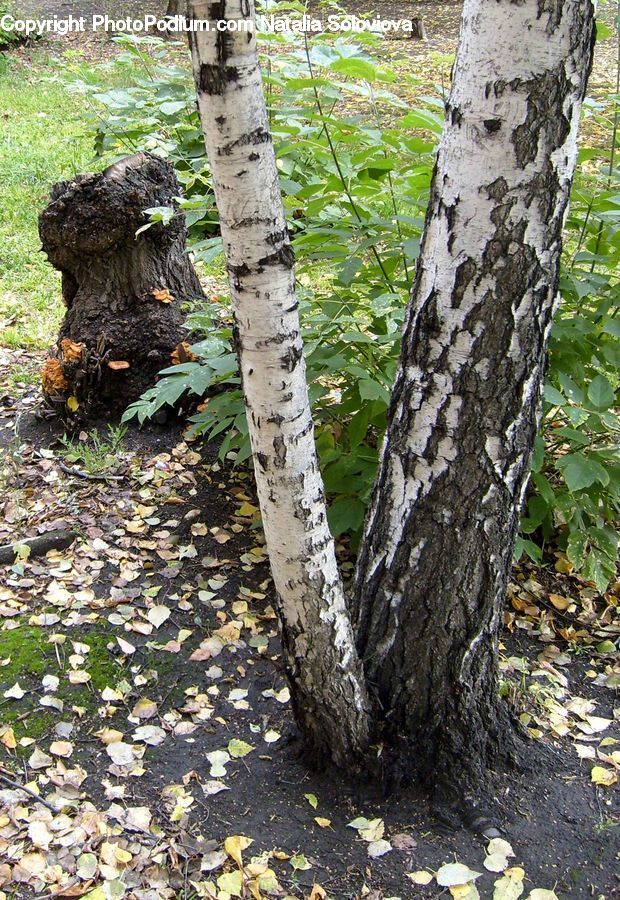 Birch, Tree, Wood, Tree Stump, Soil, Forest, Grove