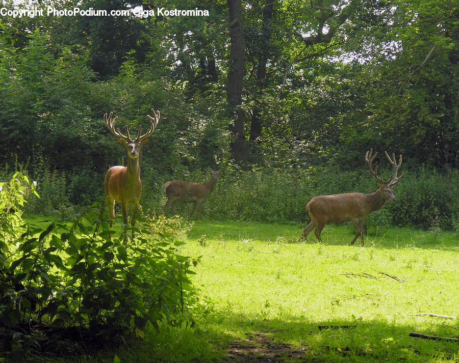 Animal, Deer, Mammal, Wildlife, Elk, Gazelle, Impala