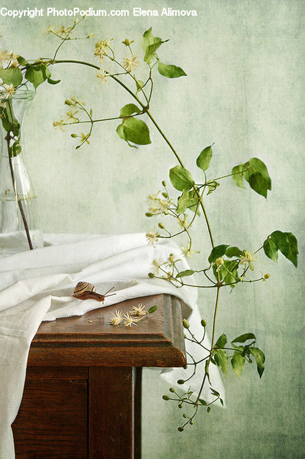 Flower Arrangement, Ikebana, Plant, Potted Plant, Vase, Vine, Cricket Insect