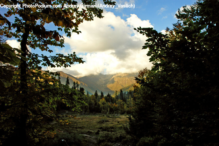 Conifer, Fir, Plant, Tree, Forest, Vegetation, Landscape