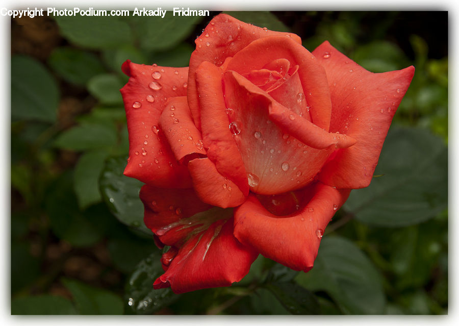 Blossom, Flower, Plant, Rose, Flora, Gladiolus, Geranium